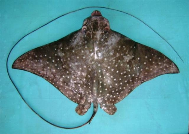 ปลากระเบนนกจุดขาว
Aetobatus narinari  (Euphrasen, 1790)	
 Spotted eagle ray ขนาด 200cm
พบตามแนวปะ