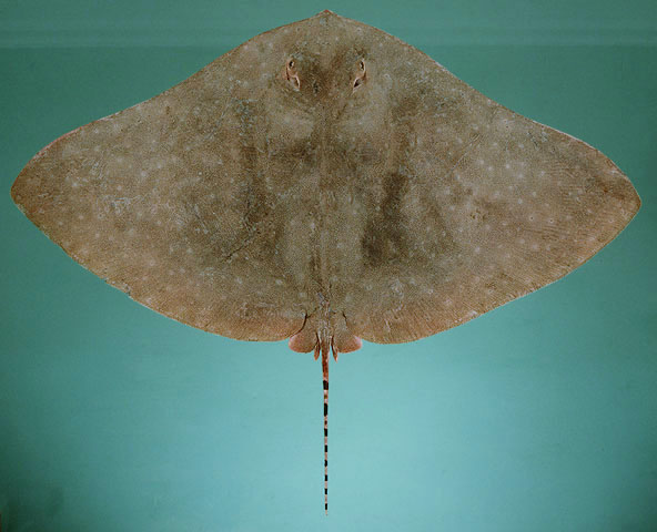 ปลากระเบนผีเสื้อ
Gymnura poecilura  (Shaw, 1804)	
 Long-tailed butterfly ray ขนาด 150cm
พบตามพื้น