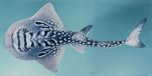 ปลาโรนิน
Rhina ancylostoma  Bloch & Schneider, 1801	
 Bowmouth guitarfish ขนาด 290cm
พบตามพื้นทะเ