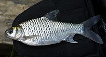 ปลาตะเพียนขาว หรือ ปลาตะเพียนเงิน หรือที่นิยมเรียกสั้น ๆ ว่า ปลาตะเพียน (อังกฤษ: Java barb, Silver b