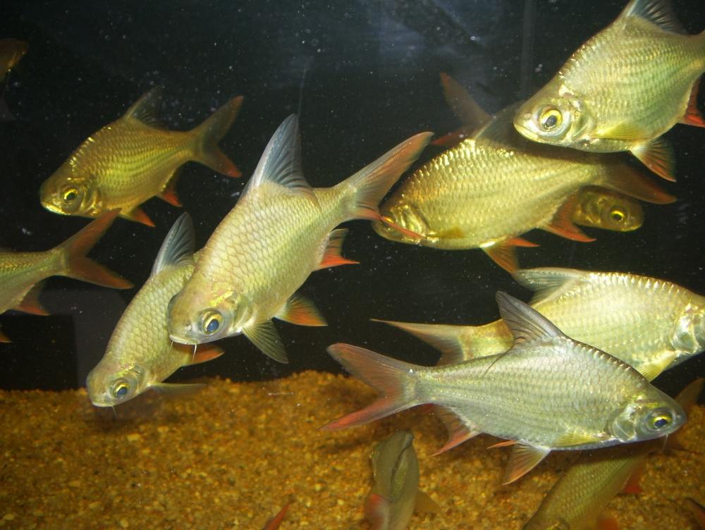 ปลาตะเพียนทอง ปลาน้ำจืดชนิดหนึ่ง มีชื่อวิทยาศาสตร์ว่า Barbonymus altus อยู่ในวงศ์ปลาตะเพียน (Cyprini