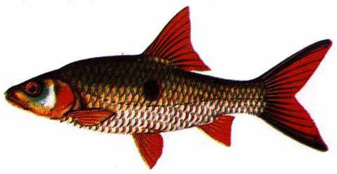 ปลากระสูบจุด (อังกฤษ: Eye-spot barb, Spotted hampala barb) ปลาน้ำจืดชนิดหนึ่ง มีชื่อวิทยาศาสตร์ว่า H