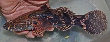 ปลาบู่ทราย หรือ ปลาบู่ทอง (อังกฤษ: Sleepy goby, Marbled sleeper) ปลาน้ำจืดชนิดหนึ่ง มีชื่อวิทยาศาสตร