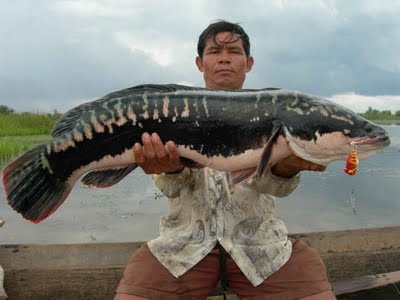 ปลาชะโด (อังกฤษ: Great snakehead, Giant snakehead) เป็นปลาน้ำจืดขนาดใหญ่ชนิดหนึ่ง มีชื่อวิทยาศาสตร์ว