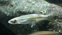 ปลาซิวหนวดยาว (อังกฤษ: Flying barb, Striped flying barb) เป็นปลาน้ำจืดขนาดเล็กจำพวกปลาซิว มีชื่อวิทย