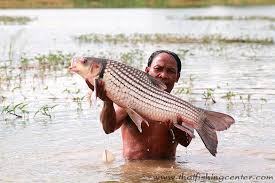 ปลายี่สกไทย ปลาน้ำจืดชนิดหนึ่งที่สวยที่สุดชนิด หนึ่ง ลำตัวสีทองสดใส มีแถบสีดำพาดตามยาว 7 แถบ ตาสีแดง