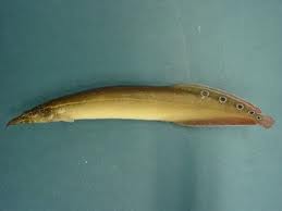 ปลาหลด (อังกฤษ: Spotfinned spinyeel) ปลาน้ำจืดชนิดหนึ่ง มีชื่อวิทยาศาสตร์ว่า Macrognathus siamensis 