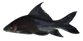 ปลากาดำ (อังกฤษ: Black sharkminnow; ชื่อวิทยาศาสตร์: Labeo chrysophekadion) ปลาน้ำจืดชนิดหนึ่ง อยู่ใ