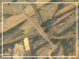 ปลากระทุงเหวเมือง (อังกฤษ: Freshwater garfish, Asian freshwater needlefish) เป็นปลาน้ำจืดชนิดหนึ่ง ม