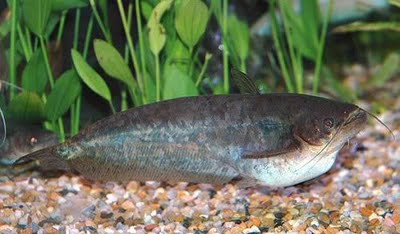 ปลาชะโอน (อังกฤษ: Butter catfish, One-spot glass catfish) เป็นชื่อปลาน้ำจืดชนิดหนึ่ง มีชื่อวิทยาศาสต