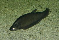 ปลาสลาด (เบงกาลี: ফলি) ปลาน้ำจืดชนิดหนึ่ง มีชื่อวิทยาศาสตร์ว่า Notopterus notopter