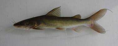 ปลากดเหลือง ปลาน้ำจืดในอันดับปลาหนัง (Siluriformes) มีชื่อวิทยาศาสตร์ว่า Hemibagrus filamentus อยู่ใ