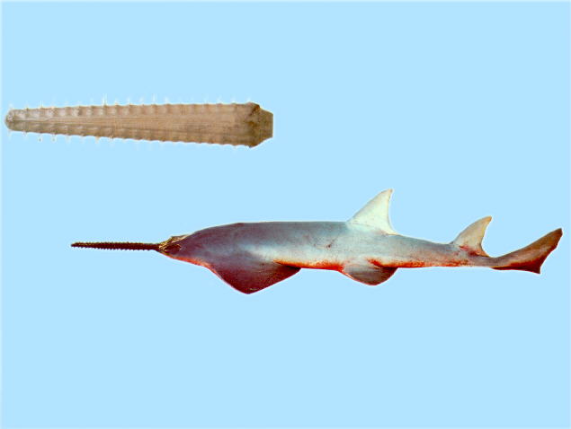 ปลาฉนาก
Pristis microdon  Latham, 1794	
 Largetooth sawfish ขนาด 700cm
พบตามแม่น้ำตอนล่างแต่สามาร