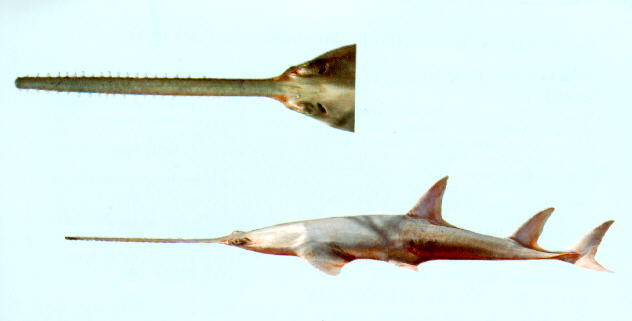 ปลาฉนาก
Anoxypristis cuspidata  (Latham, 1794)	
 Pointed sawfish ขนาด 430cm
พบตามปากแม่น้ำขนาดใหญ