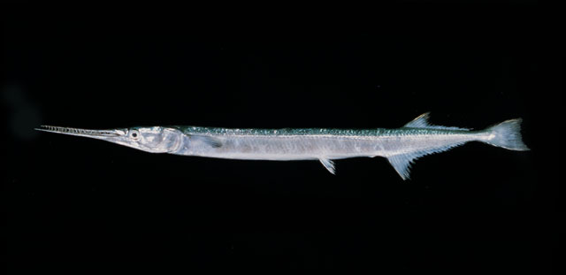 ปลากะทุงเหวหูดำ
Strongylura leiura  (Bleeker, 1850)	
 Banded needlefish 
ขนาด 70cm
พบตามชายฝั่ง 