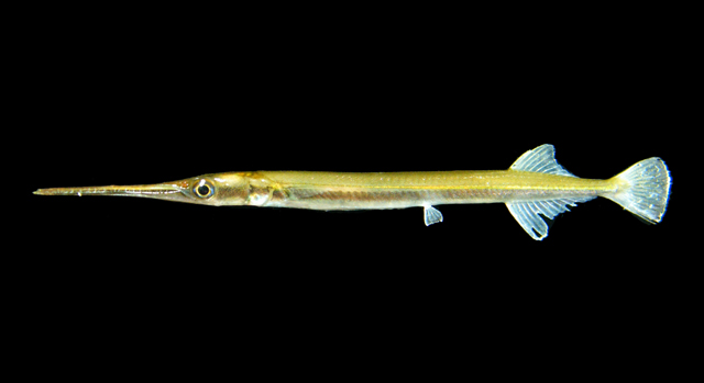 ปลากะทุงเหวเมือง
Xenentodon cancila  (Hamilton, 1822)	
 Freshwater garfish ขนาด 20-30cm
พบตามแม่น