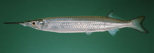 ปลาตับเต่าปากแดง
Hyporhamphus limbatus  (Valenciennes, 1847)	
 Congaturi halfbeak 
ขนาด 30cm