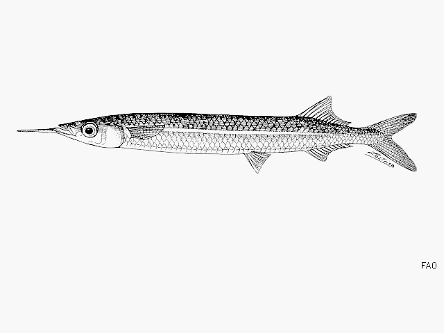 ปลาตับเต่าปลายครีบดำ
Hyporhamphus quoyi  (Valenciennes, 1847)	
 Quoy's garfish 
ขนาด 25cm
