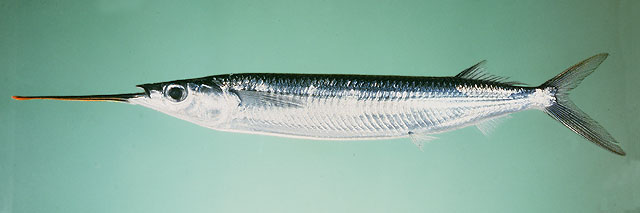 ปลาตับเต่าปากแดงใหญ่
Hemiramphus lutkei  Valenciennes,  1847	
 Lutke's halfbeak 
ขนาด 40cm