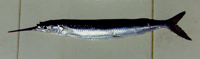 ปลาตับเต่าครีบเหลือง
Hemiramphus marginatus  (Forsskål, 1775)	
 Yellowtip halfbeak 
ขนาด 25