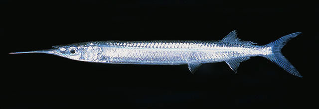 ปลาตับเต่าข้างเงิน
Hyporhamphus dussumieri  (Valenciennes, 1847)	
 Dussumier's halfbeak ขนาด 35cm