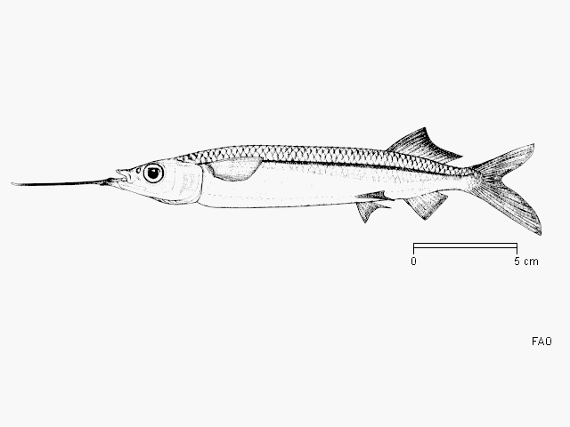 ปลาตับเต่า
Hemiramphus archipelagicus  Collette & Parin, 1978	
 Jumping halfbeak 
ขนาด 28cm