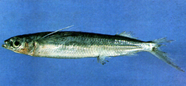 ปลาตับเต่าน้ำลึก
Hemiramphus convexus  Weber & de Beaufort, 1922	
 Halfbeak 
ขนาด 20cm
เป็นชนิดท