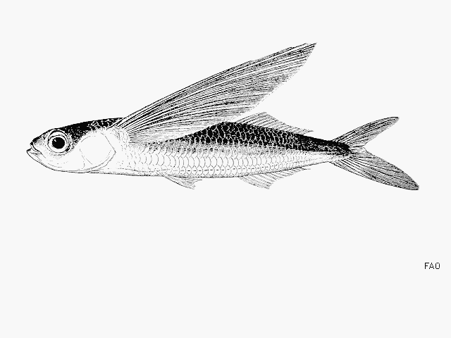 มาดูปลาบินกันบ้าง
ปลาบินสองหู
Exocoetus volitans  Linnaeus,  1758	
 Tropical two-wing flyingfish 