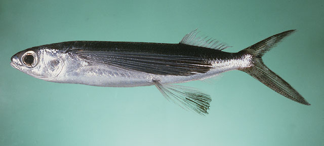 ปลาบิน
Cypselurus oligolepis  (Bleeker, 1865)	
 Largescale flyingfish ขนาด 27cm