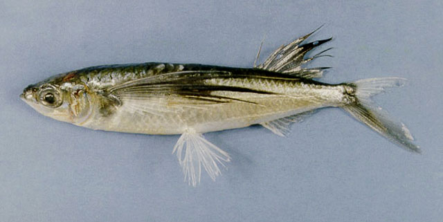 ปลาบินเล็ก
Hirundichthys oxycephalus  (Bleeker, 1853)	
 Bony flyingfish 
ขนาด 15cm