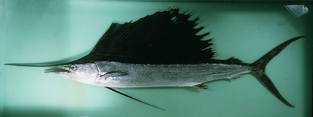 ปลากะโทงร่ม
Istiophorus platypterus  (Shaw, 1792)	
 Indo-Pacific sailfish ขนาด 300cm
หากินตามลำพั