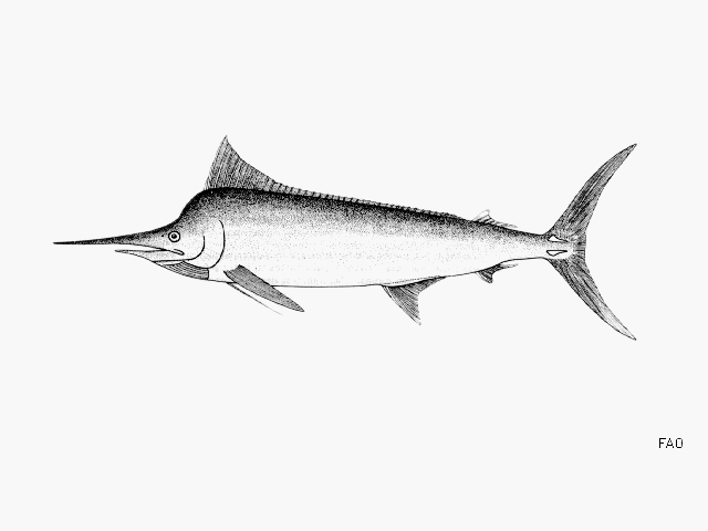 ปลากะโทงแทงดำ
Istiompax indica  (Cuvier, 1832)	
 Black marlin ขนาด 450cm
พบในทะเลเขตร้อน อบอุ่นทั