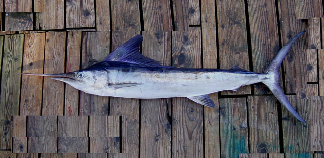 ปลากะโทงแทงลายบั้ง
Kajikia audax  (Philippi, 1887)	
 Striped marlin ขนาด 380cm
