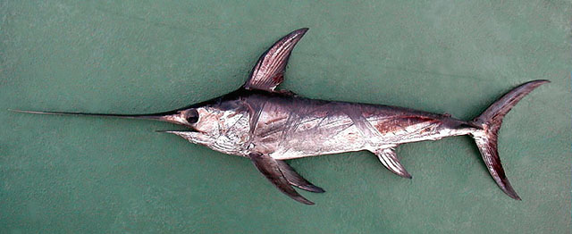 ปลากะโทงดาบ
Xiphias gladius  Linnaeus,  1758	
 Swordfish 
ขนาด 500cm
พบในเขตร้อน และ เขตอบอุ่นทั