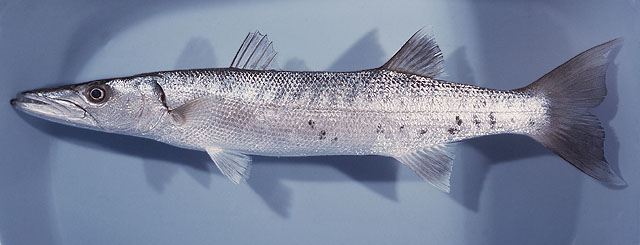 ปลาสากดำ
Sphyraena barracuda  (Edwards, 1771)	
 Great barracuda 
ขนาด 200cm
พบในทะเลเขตร้อนทั่วโ