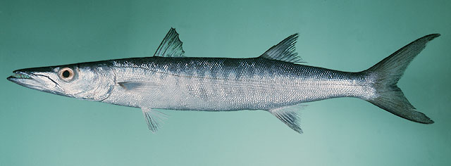 ปลาสากน้ำลึก
Sphyraena qenie  Klunzinger,  1870	
 Blackfin barracuda ขนาด 170cm
พบเป็นฝูงขนาดใหญ่