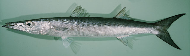 ปลาสากเขียว
Sphyraena putnamae  Jordan   Seale,  1905,,	
 Sawtooth barracuda 
ขนาด 100cm