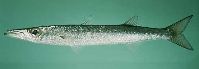 ปลาสากป๊อก
Sphyraena flavicauda  Rüppell,  1838	
 Yellowtail barracuda 
ขนาด 60cm
