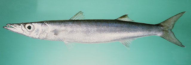 ปลาสากตาโต
Sphyraena forsteri  Cuvier,  1829	
 Bigeye barracuda ขนาด 60cm
พบเป็นฝูงเล็กรอบๆแนวปะก