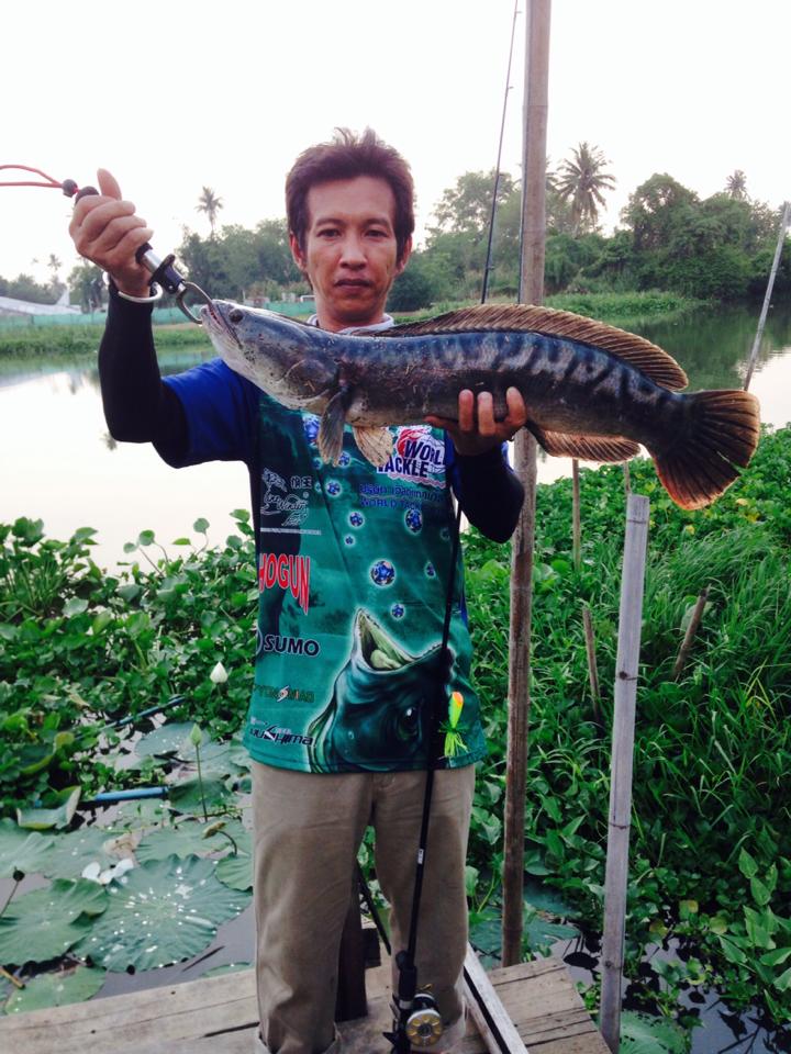 -ปีนี้ไม่ได้ไป"เขื่อน"ไหนเลย...เลยมาโดน..ชะโดท่าจีน..สักหน่อย!!! :)