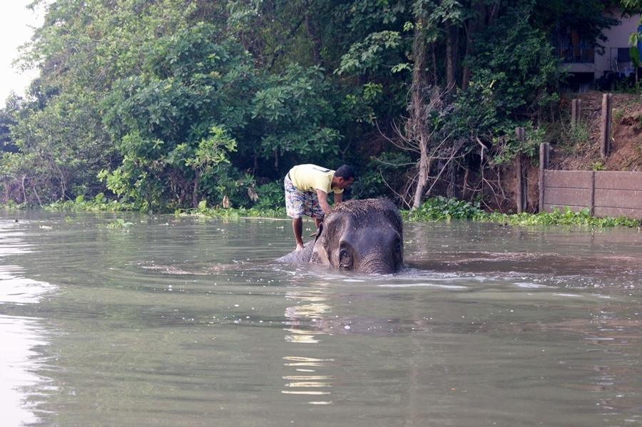 คนไทยเรียก "ช้าง" แต่ผมว่าอยู่ในน้ำ เหมือน สัปประหลาดของญี่ปุ่นเค้านะตัว " ไคจู " อ่ะ  :laughing