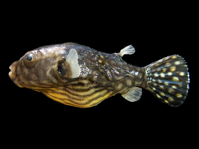 ปลาปักเป้าลายตาข่าย
Arothron reticularis  (Bloch & Schneider, 1801)	
 Reticulated pufferfish 
ขนา