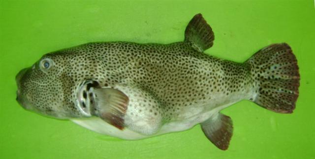 ปลาปักเป้ายักษ์
Arothron stellatus  (Anonymous, 1798)	
 Stellate puffer ขนาด 110cm
พบตามกองหินใต้