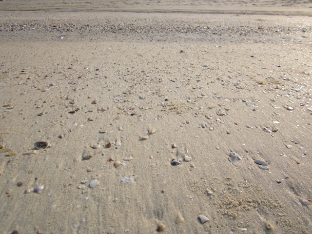 ชายหาดสะอาดตามากค่ะ ีแต่เปลือกหอยสวยๆ กับ ปูเสฉวน :smile: