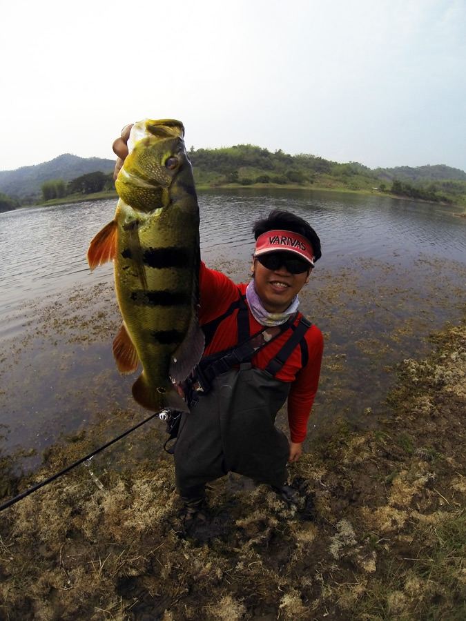 ### มันอยู่ในหุบเขา Alien-invasive species in Thailand. ###