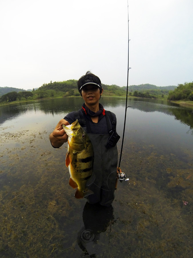  [center]
Species : Cichla ocellaris, Tacutu, Butterfly peacock bass

คัน St.Croix Legend Elite L