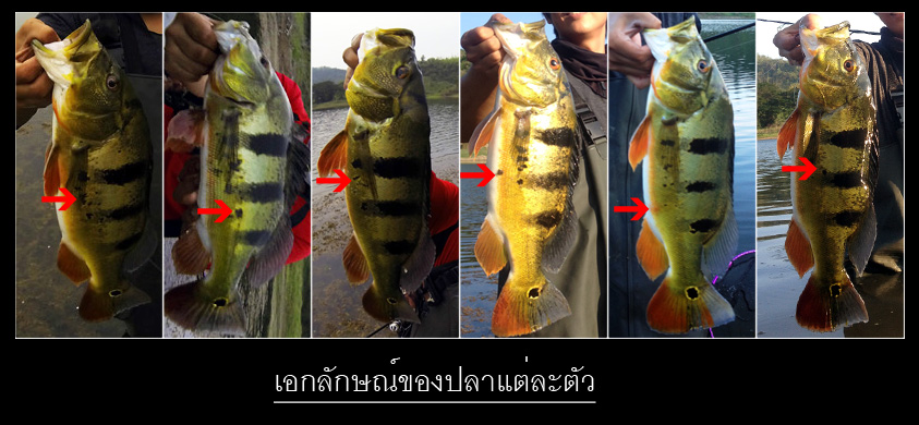 [center]
เรื่องเล็กๆที่น่าสนใจทีเดียว ลายของปลาแต่ละตัวคล้ายกับลายนิ้วมือคนเรา แต่ละตัวมีลวดลายเป็น