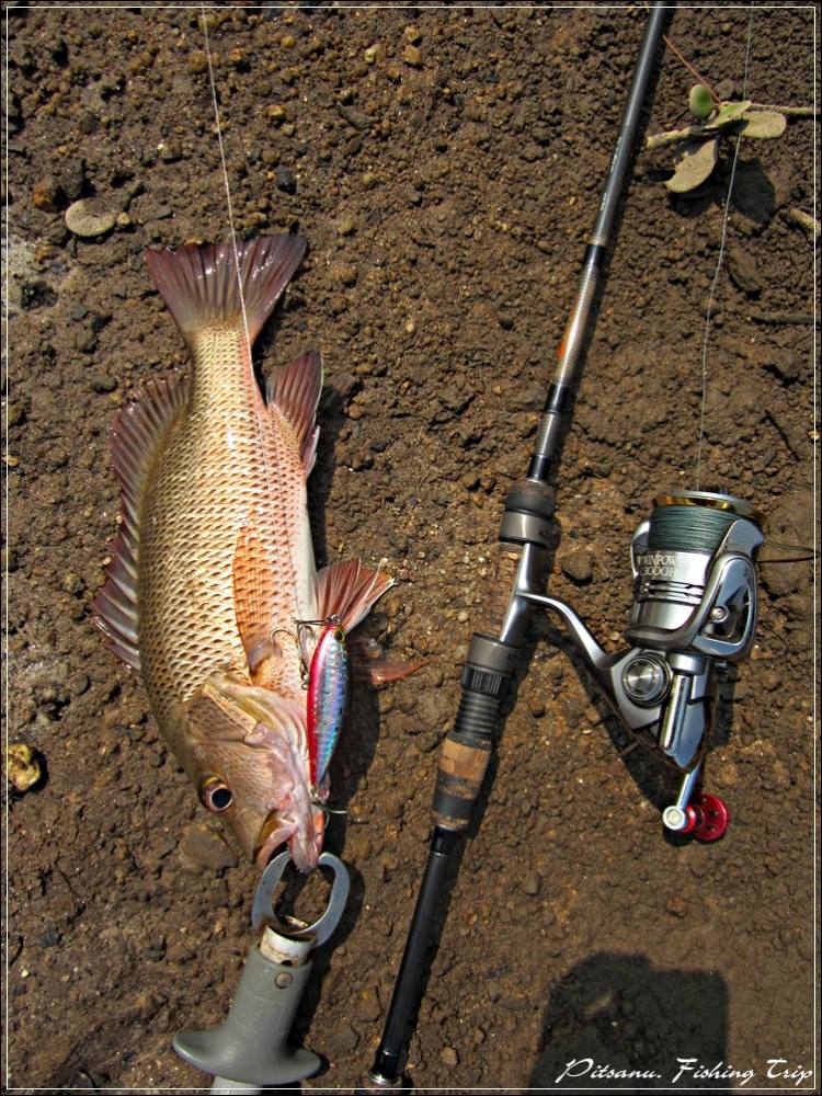 
 [center] Rod : Phenix Ultra MBX ROD UMBX-S700M (Spinning) 6-12 lb
 Reel : Shimano '11 Twinpower