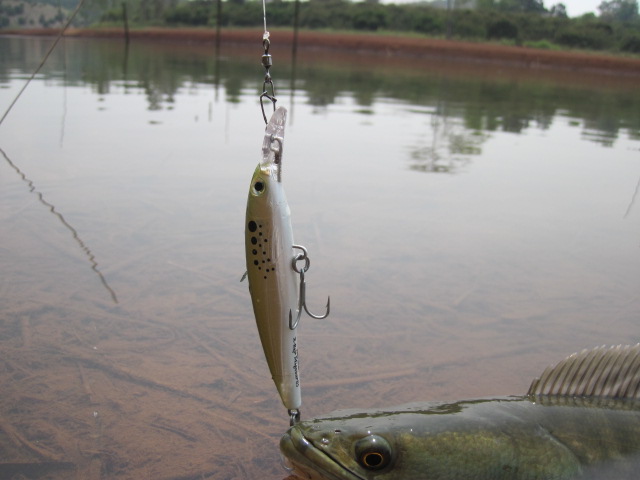                      :blush:  [b]RAPALA   X-RAP  MAGNUM 10 cm[/b] :blush: