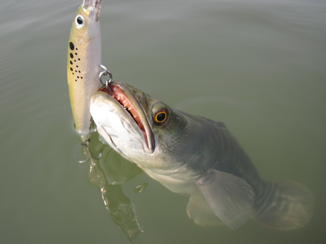                                                       [b]ตัวนี้  RAPALA  X-RAP  MAGMUN  10 cm[/b]
 